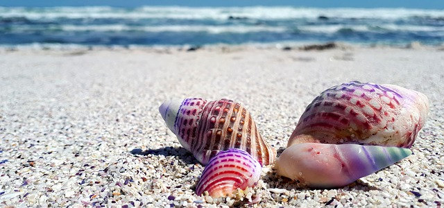Conseil n°1 : Laissez le sable et les coquillages sur les plages
